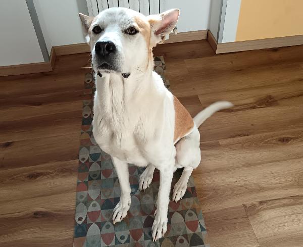 Meeko, dal divano al canile Foto 3